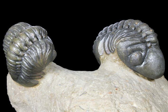 Pair Of Nice Reedops Trilobite - Atchana, Morocco #131338